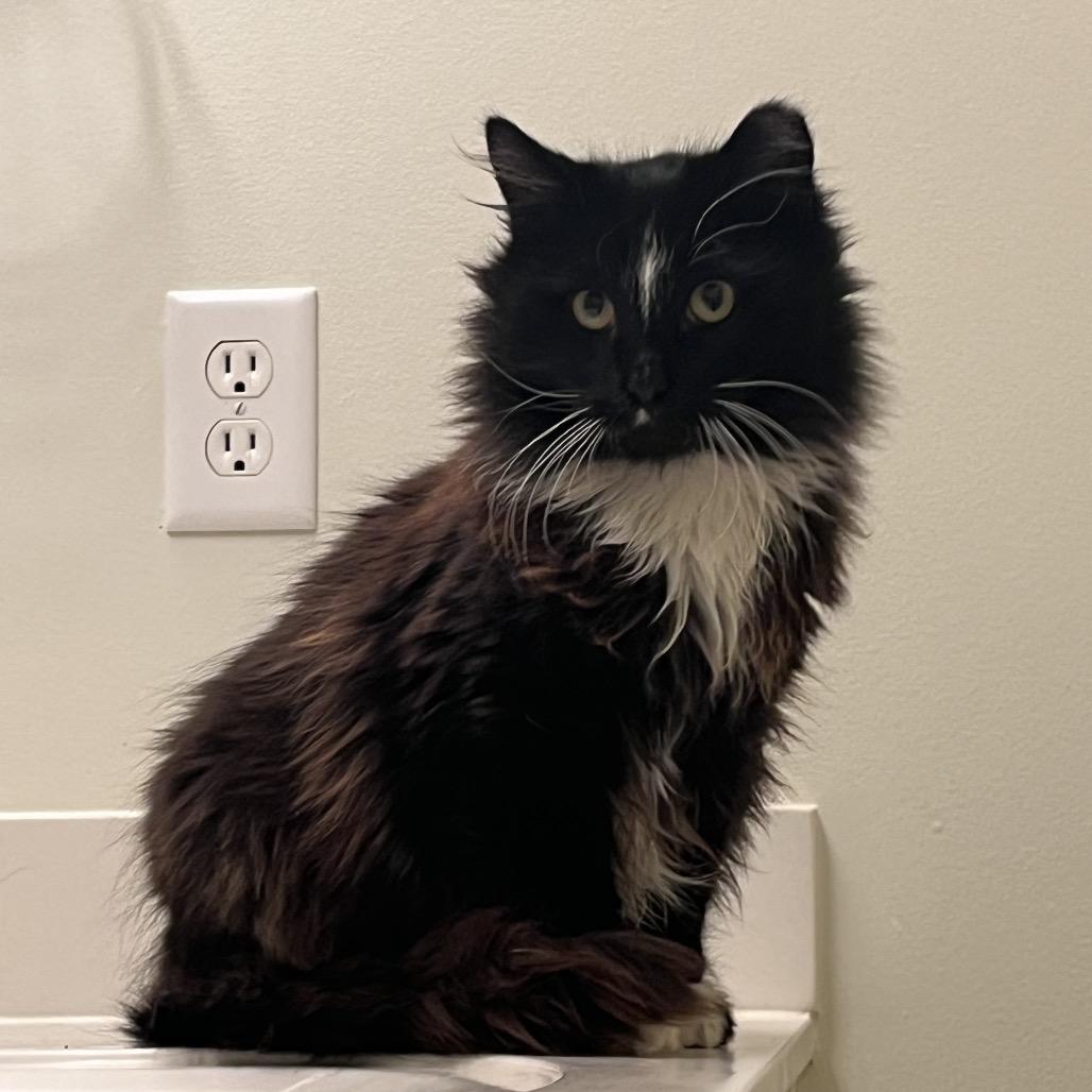 Enlarge Tux, a Adoptable Domestic Long Hair in Overland Park, KS image 2/2