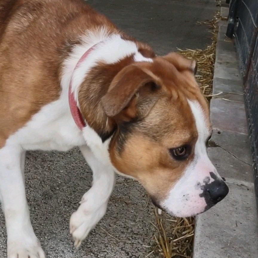 Enlarge Brando, a Adoptable mixed breed in Clay City, KY image 2/6