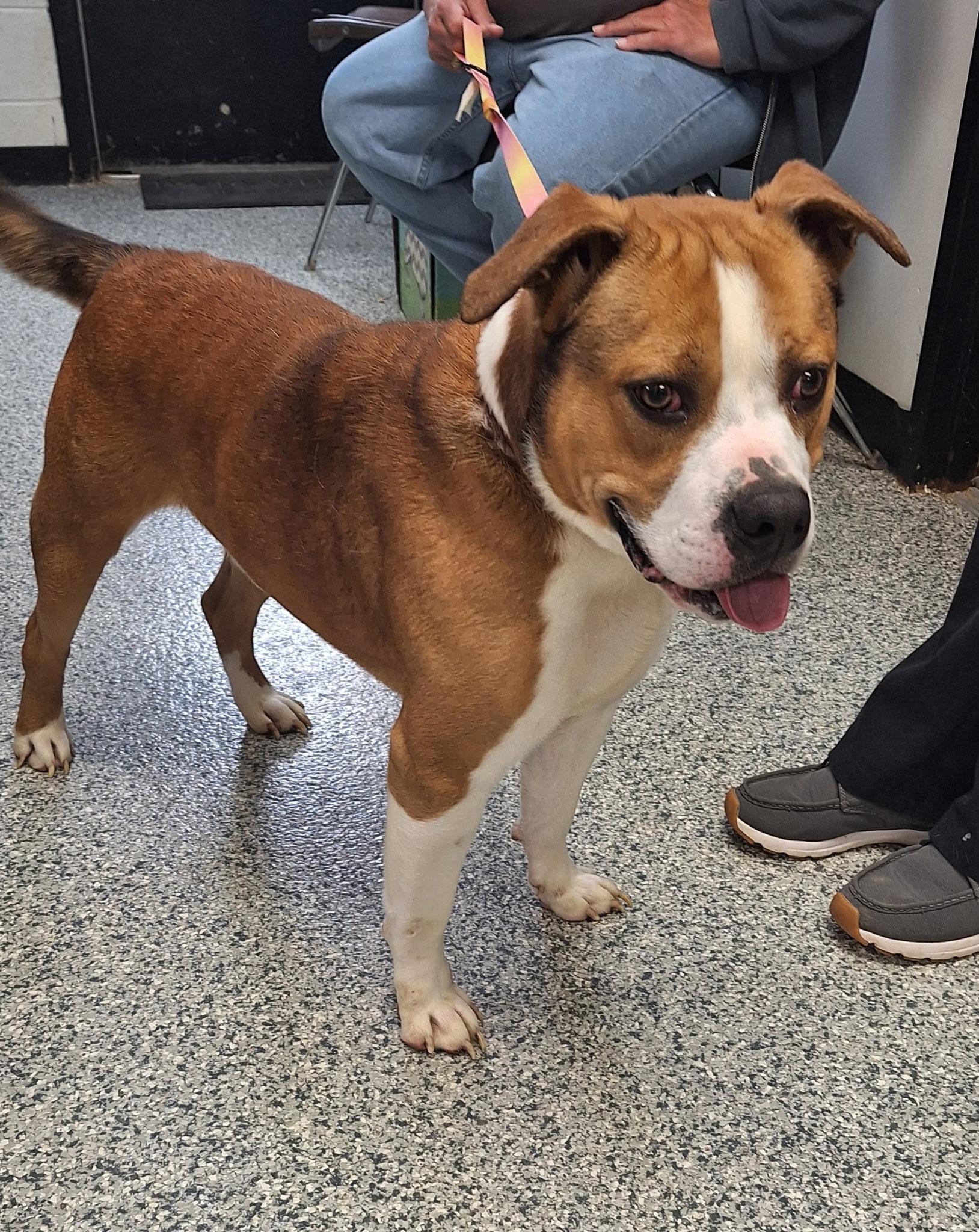 Enlarge Brando, a Adoptable mixed breed in Clay City, KY image 5/6