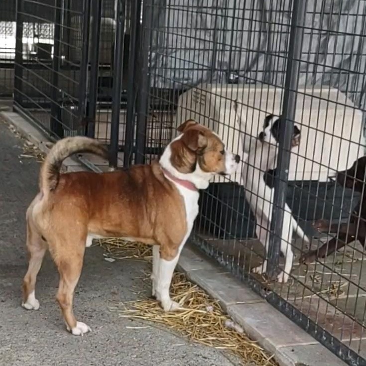 Enlarge Brando, a Adoptable mixed breed in Clay City, KY image 4/6