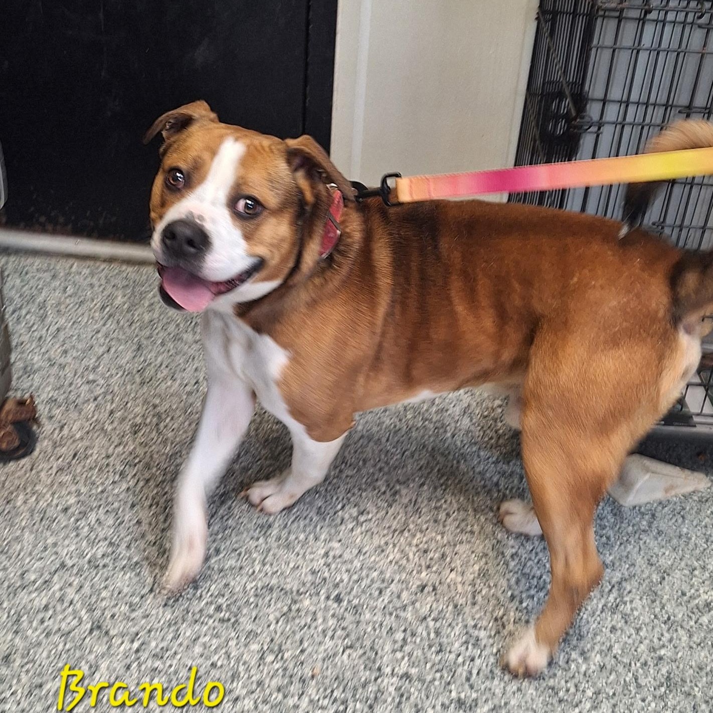 Brando, Adoptable, Young Male American Bully.