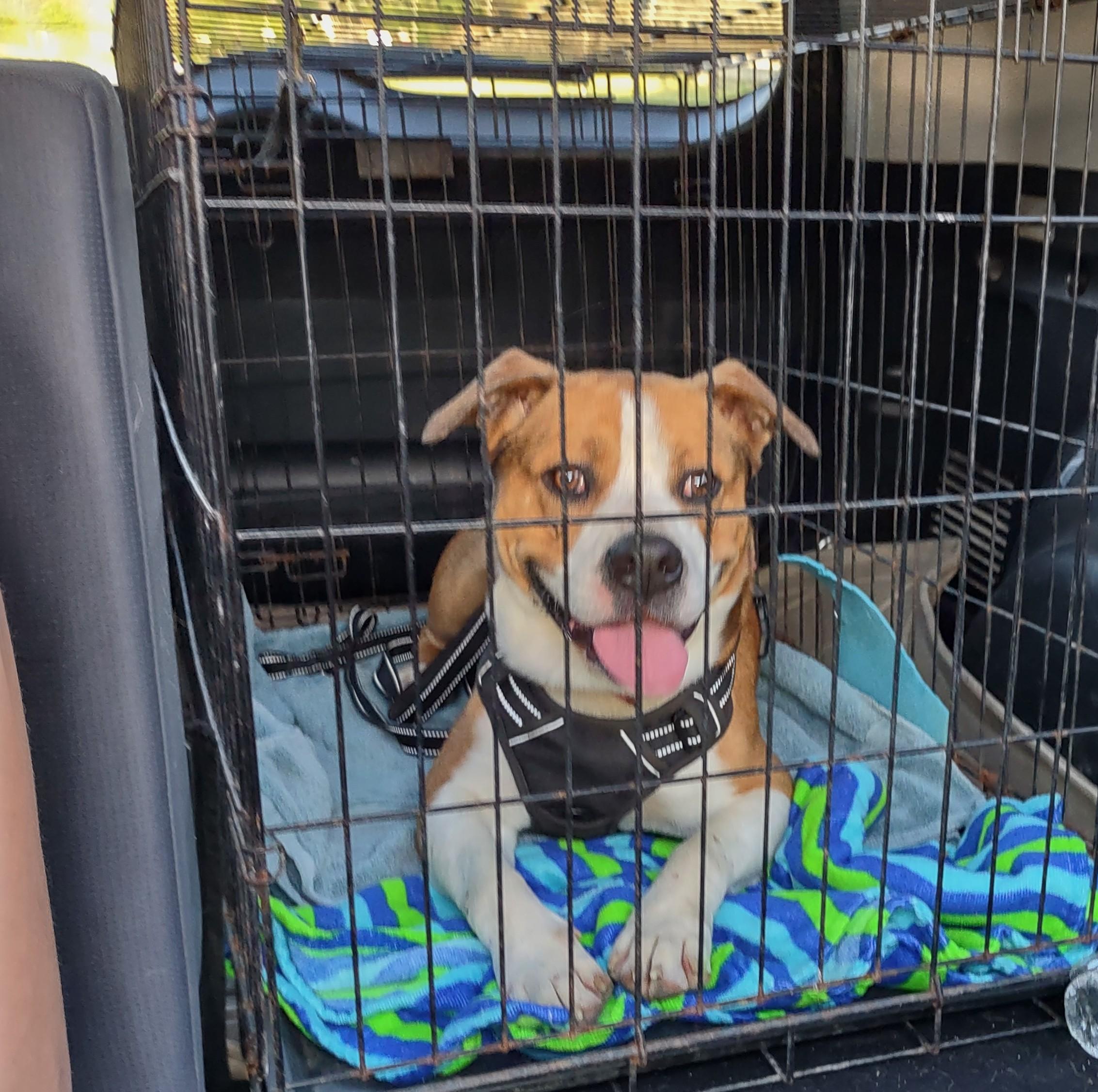 Brando, an adopted mixed breed in Clay City, KY image 1/6