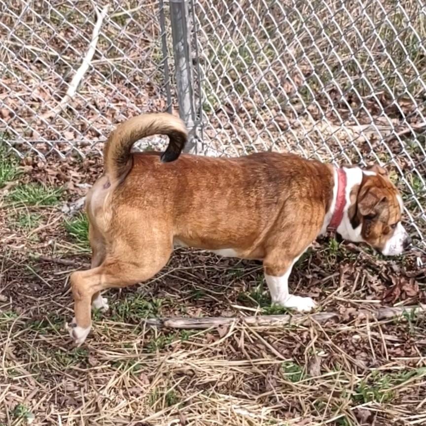 Enlarge Brando, a Adoptable mixed breed in Clay City, KY image 3/6