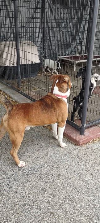 Enlarge Brando, a Adoptable mixed breed in Clay City, KY video 6/6