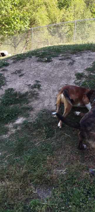 Enlarge Brando, an adopted mixed breed in Clay City, KY video 6/6