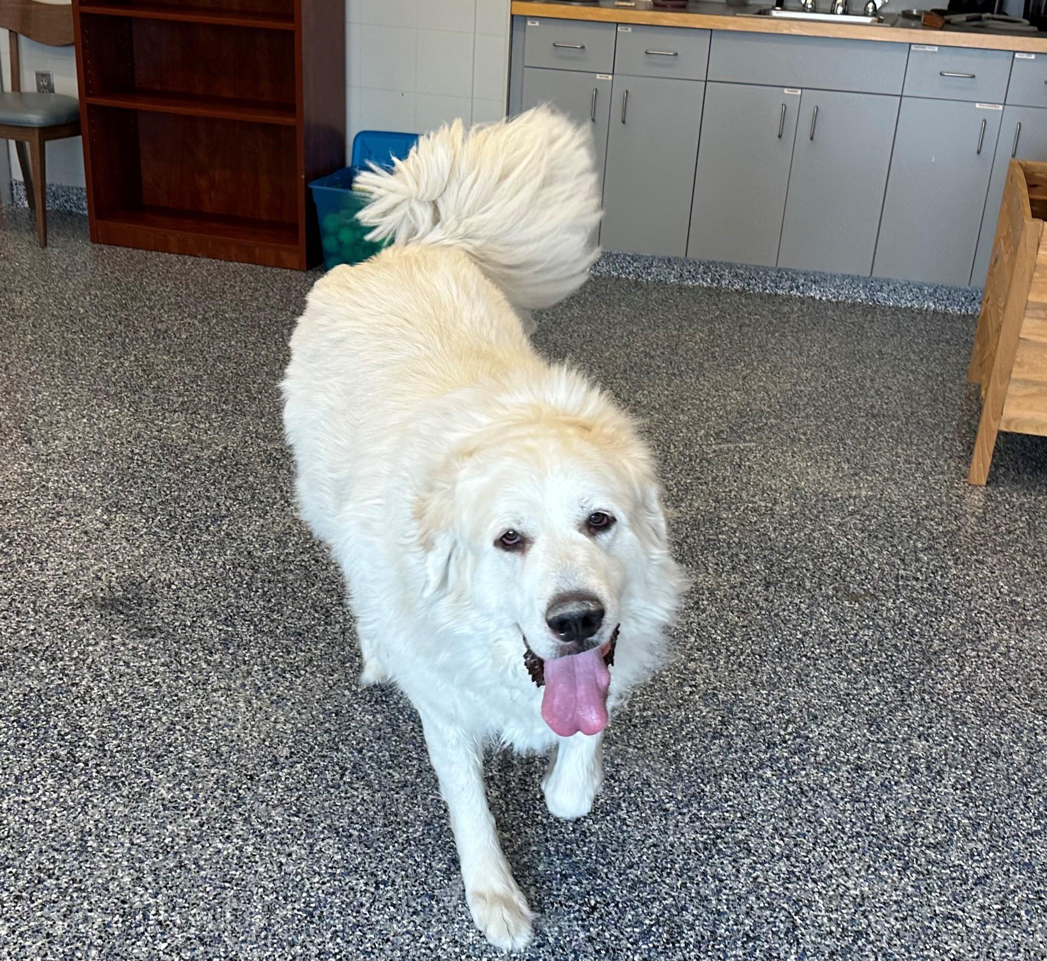 ORION, King of the world, a Adoptable Great Pyrenees in Westerly, RI image 6/6