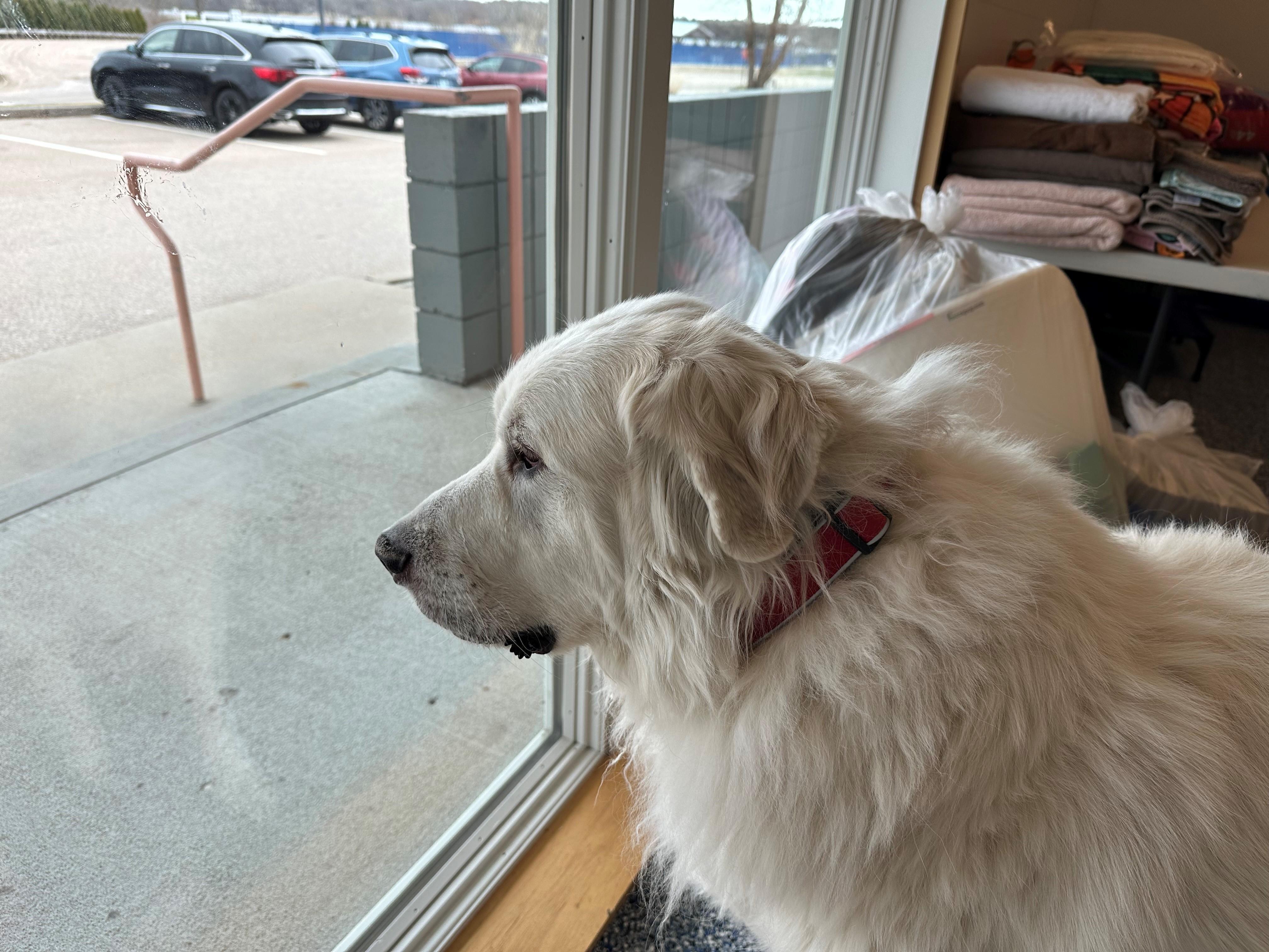 ORION, King of the world, a Adoptable Great Pyrenees in Westerly, RI image 3/6