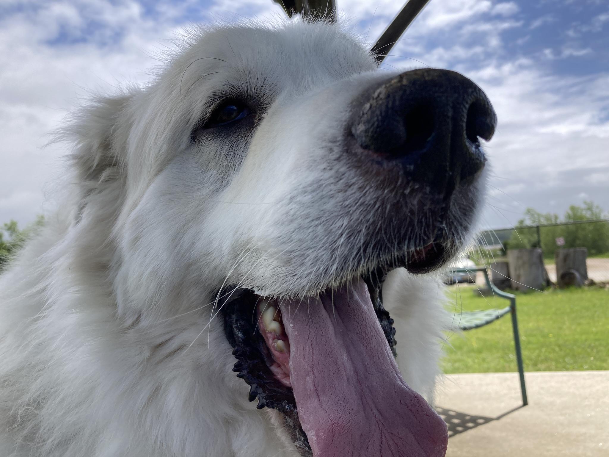 ORION, King of the world, a Adoptable Great Pyrenees in Westerly, RI image 5/6