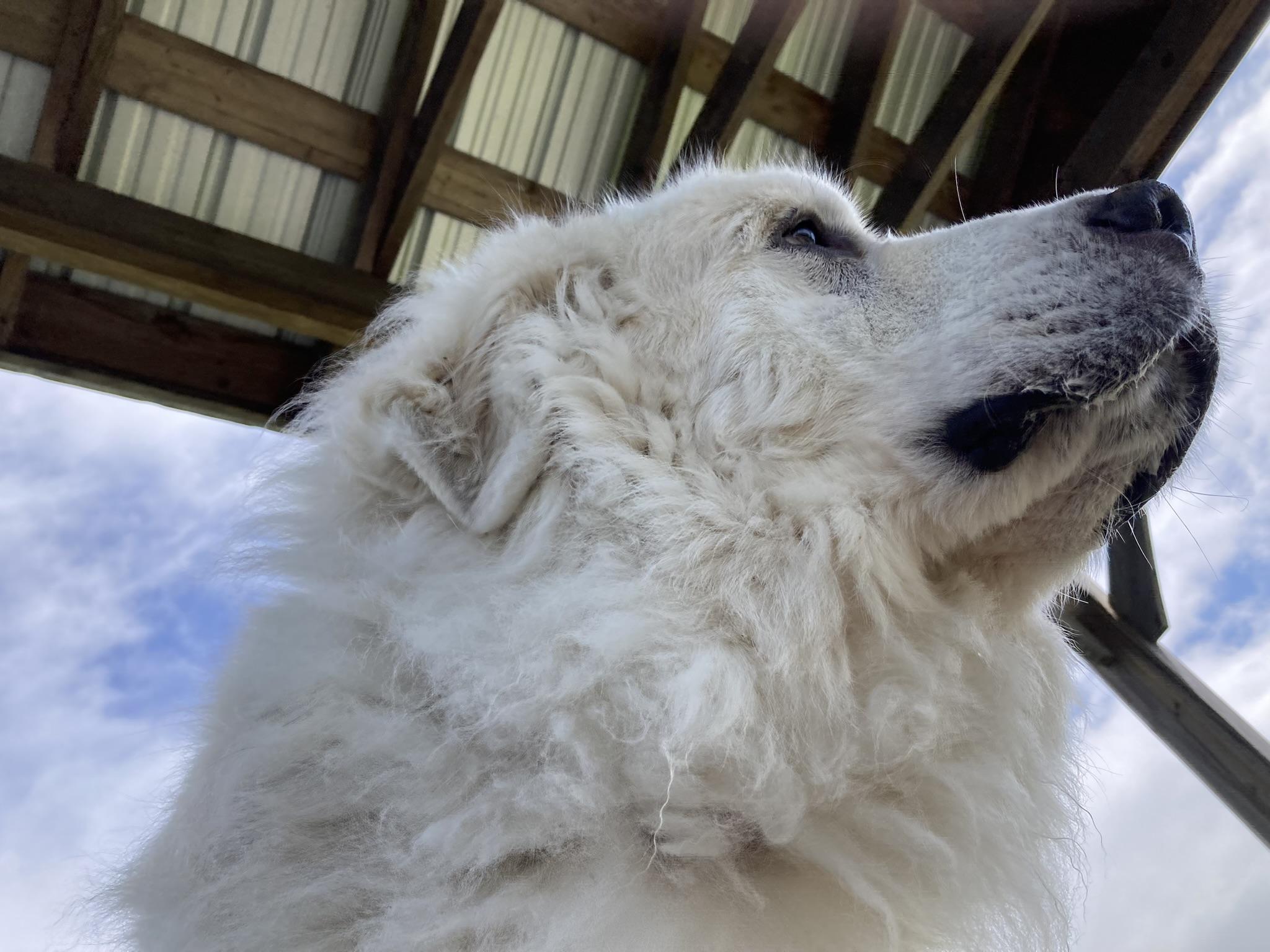 ORION, King of the world, a Adoptable Great Pyrenees in Westerly, RI image 4/6