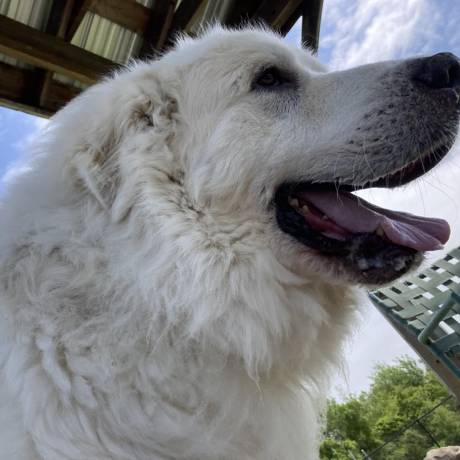 ORION, King of the world, Adoptable, Young Male Great Pyrenees.