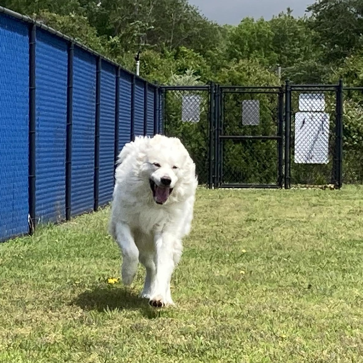 ORION, King of the world, a Adoptable Great Pyrenees in Westerly, RI image 2/6