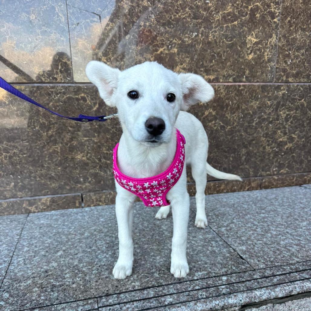 Olivia, Adoptable, Young Female Labrador Retriever & Terrier.