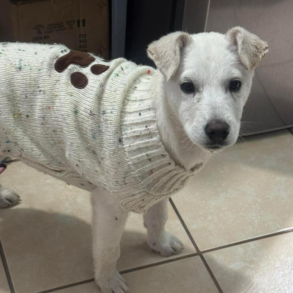 Enlarge Olivia, a Adoptable mixed breed in San Diego, CA image 2/6