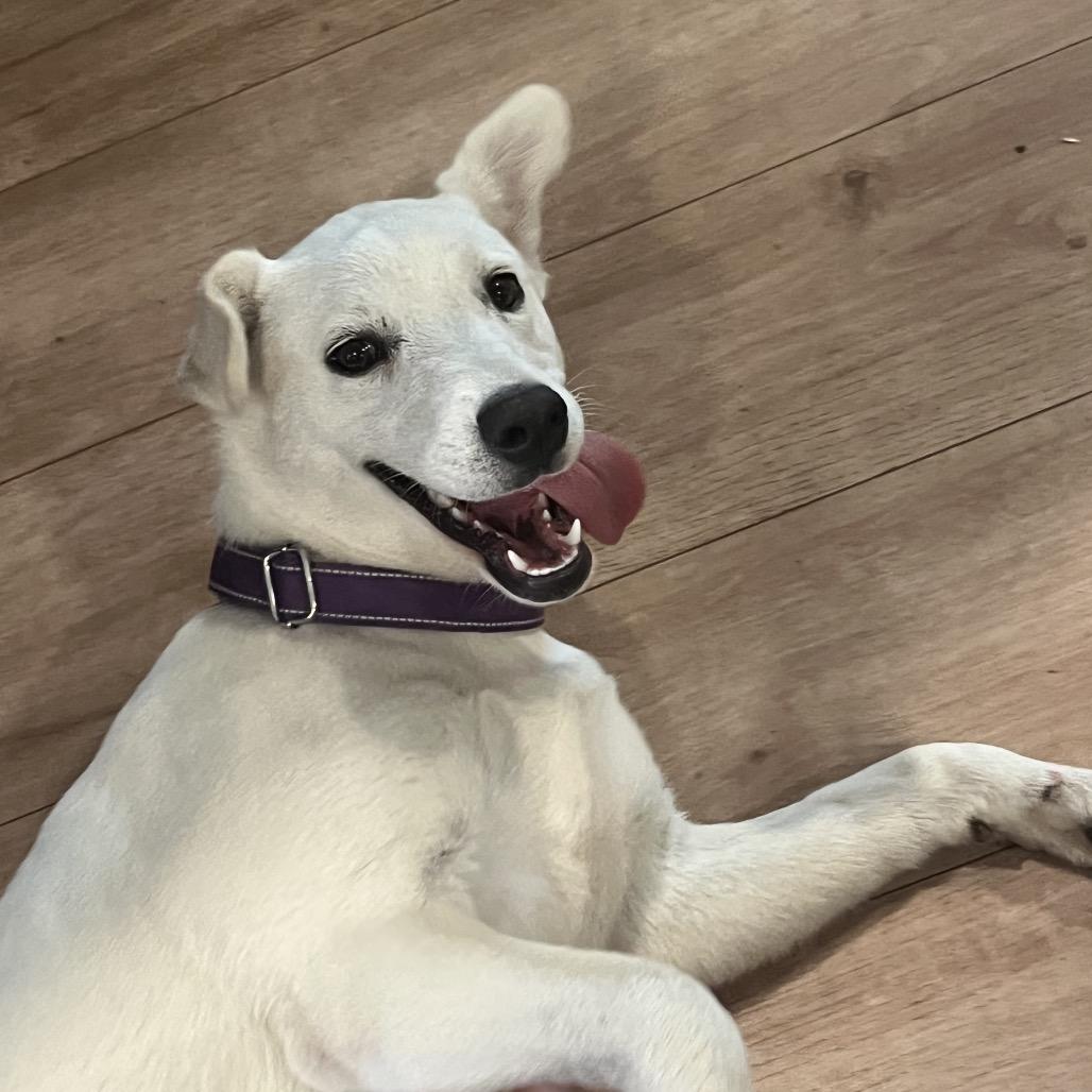 Olivia Mae, a Adoptable mixed breed in San Diego, CA image 1/6