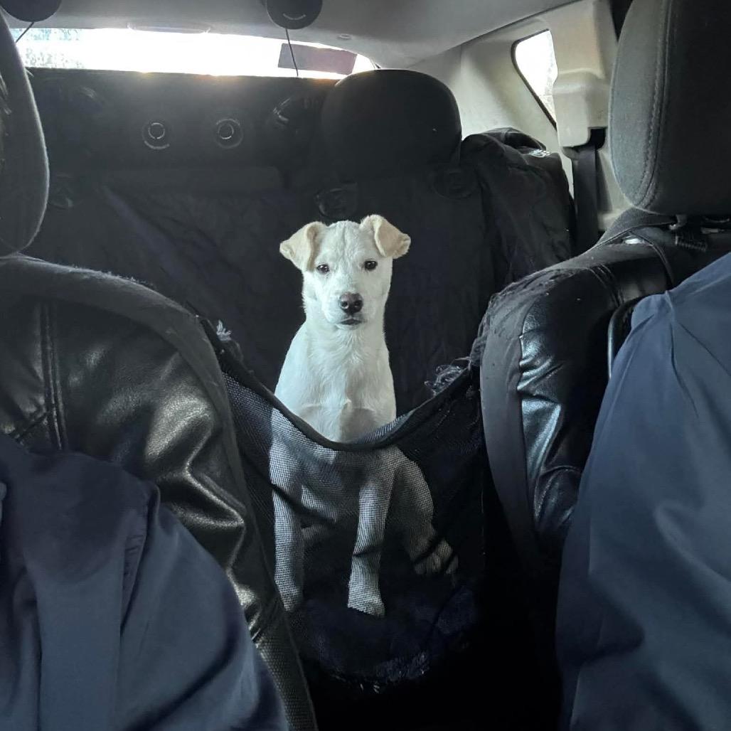 Enlarge Olivia, a Adoptable mixed breed in San Diego, CA image 3/6