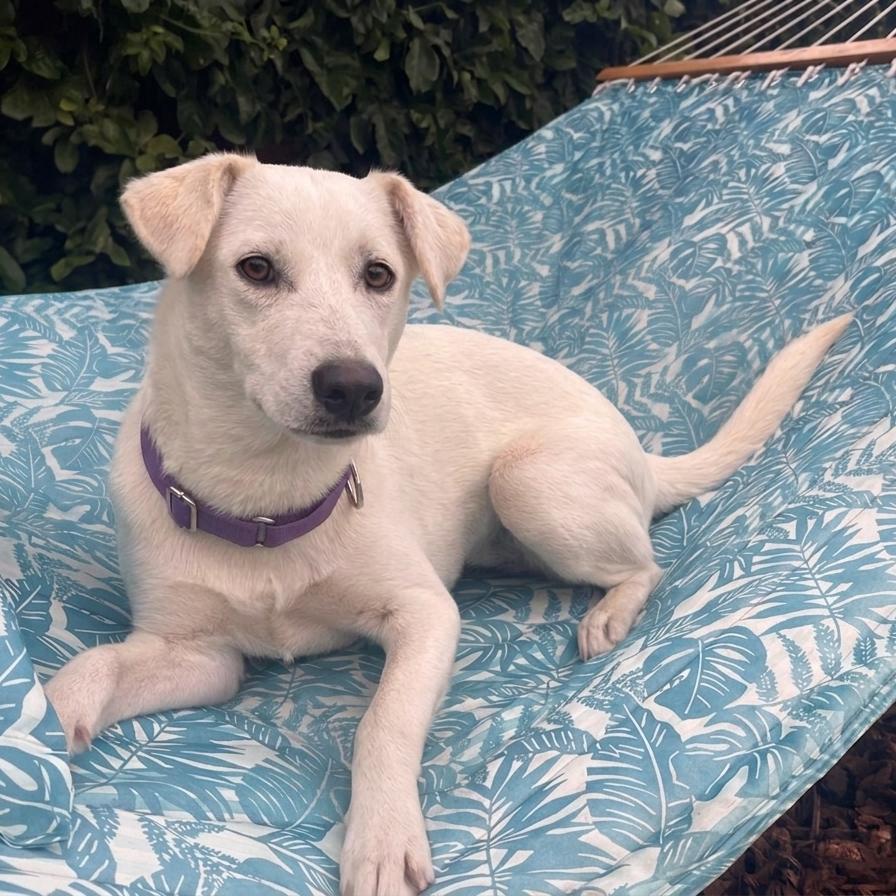 Olivia Mae, a Adoptable mixed breed in San Diego, CA image 2/6