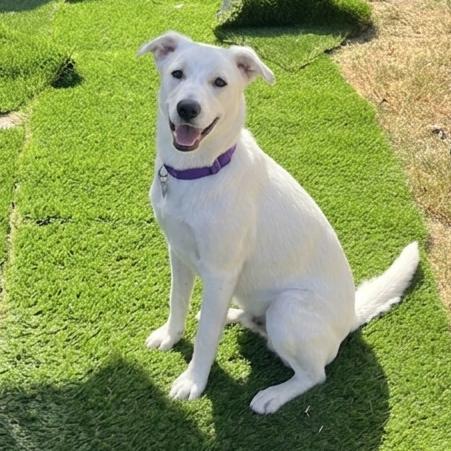 Enlarge Olivia, a Adoptable mixed breed in San Diego, CA image 4/6