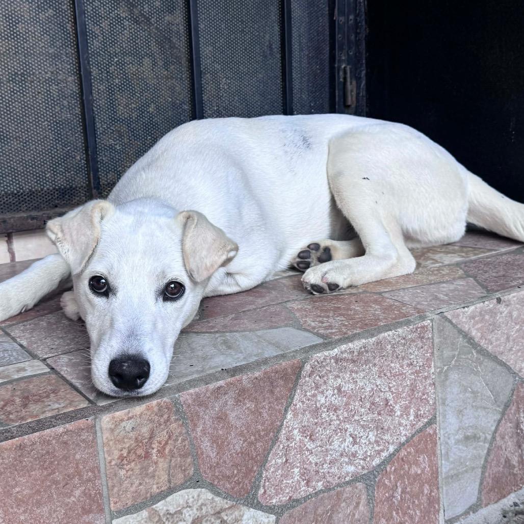 Enlarge Olivia, a Adoptable mixed breed in San Diego, CA image 5/6