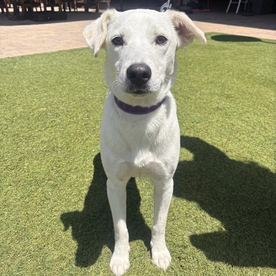 Olivia Mae, a Adoptable mixed breed in San Diego, CA image 5/6