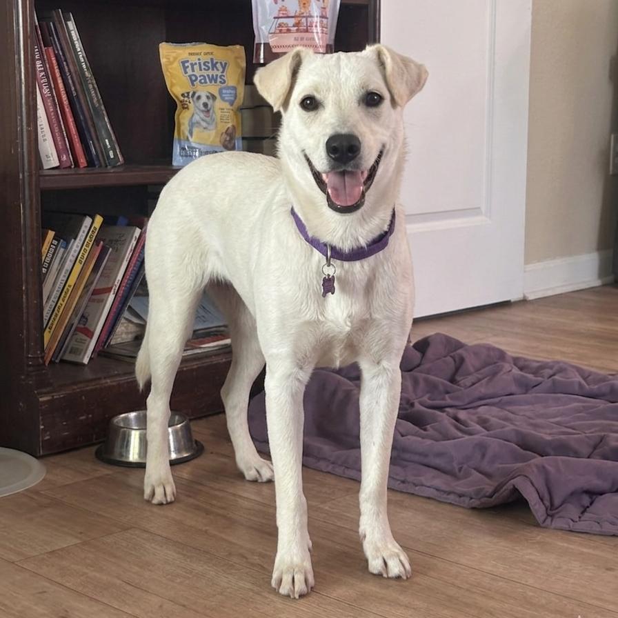 Enlarge Olivia, a Adoptable mixed breed in San Diego, CA image 6/6