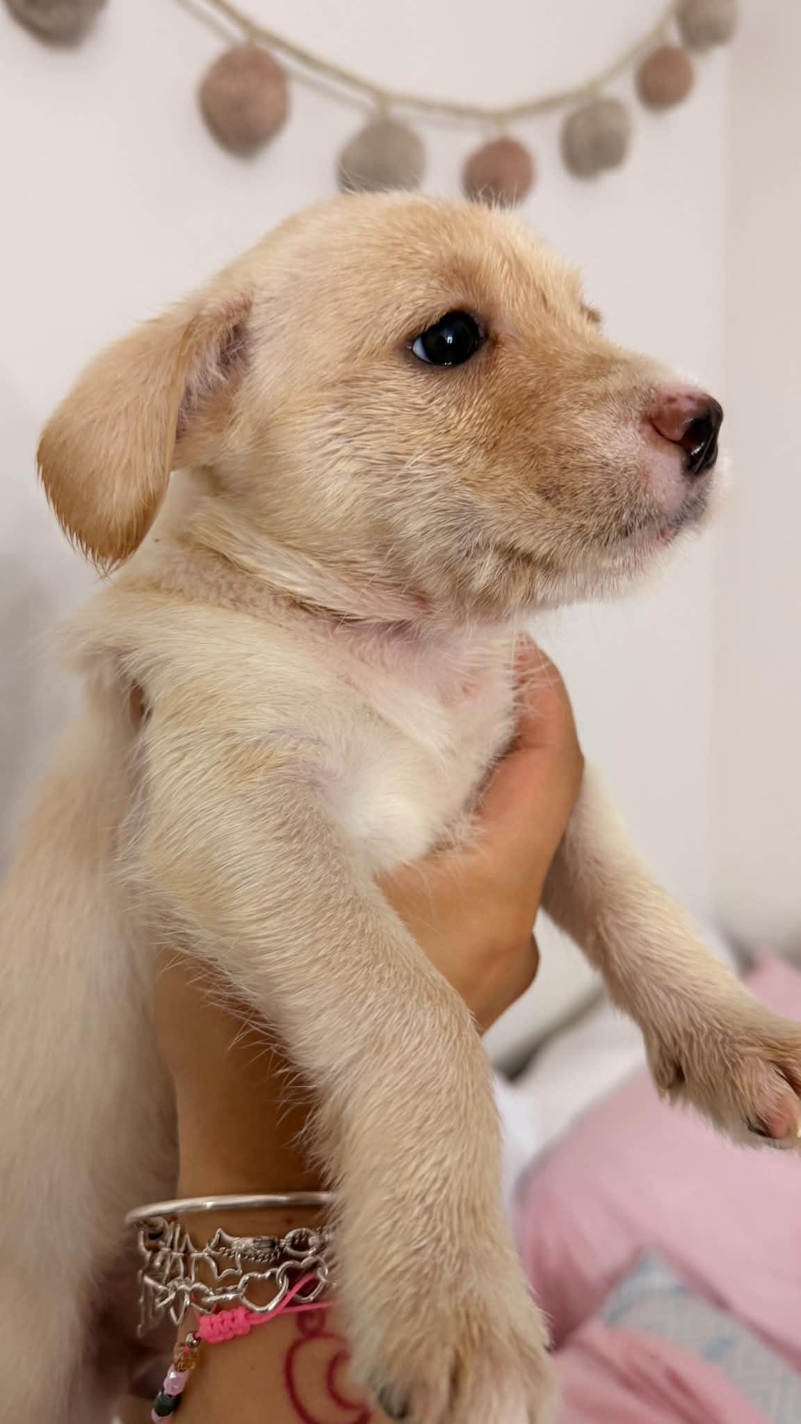Prim, a Adoptable mixed breed in Gainesville, VA image 1/3