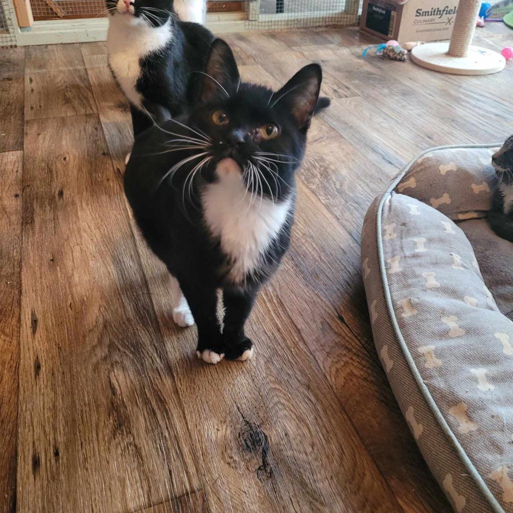 Amor, Adoptable, Adult Male Domestic Short Hair.