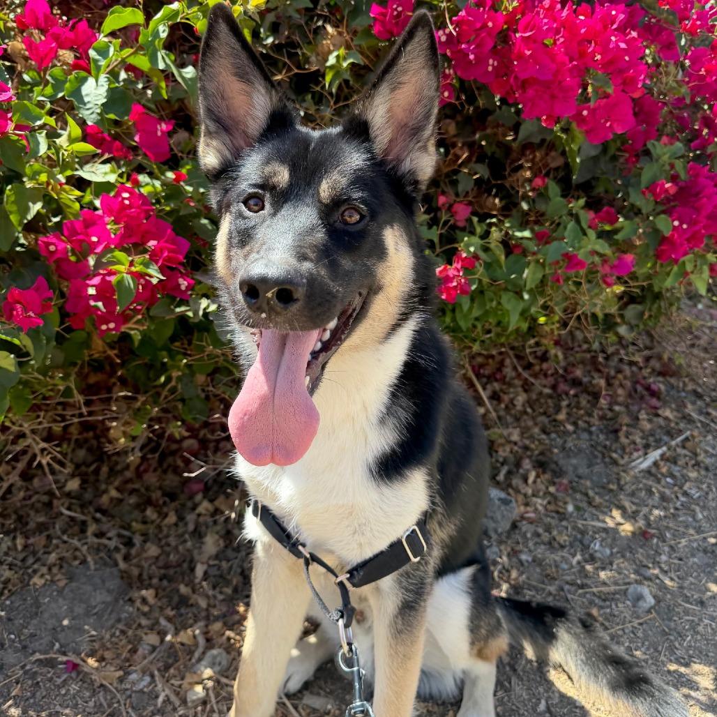 Wiley, Adoptable, Young Male German Shepherd Dog & Husky.