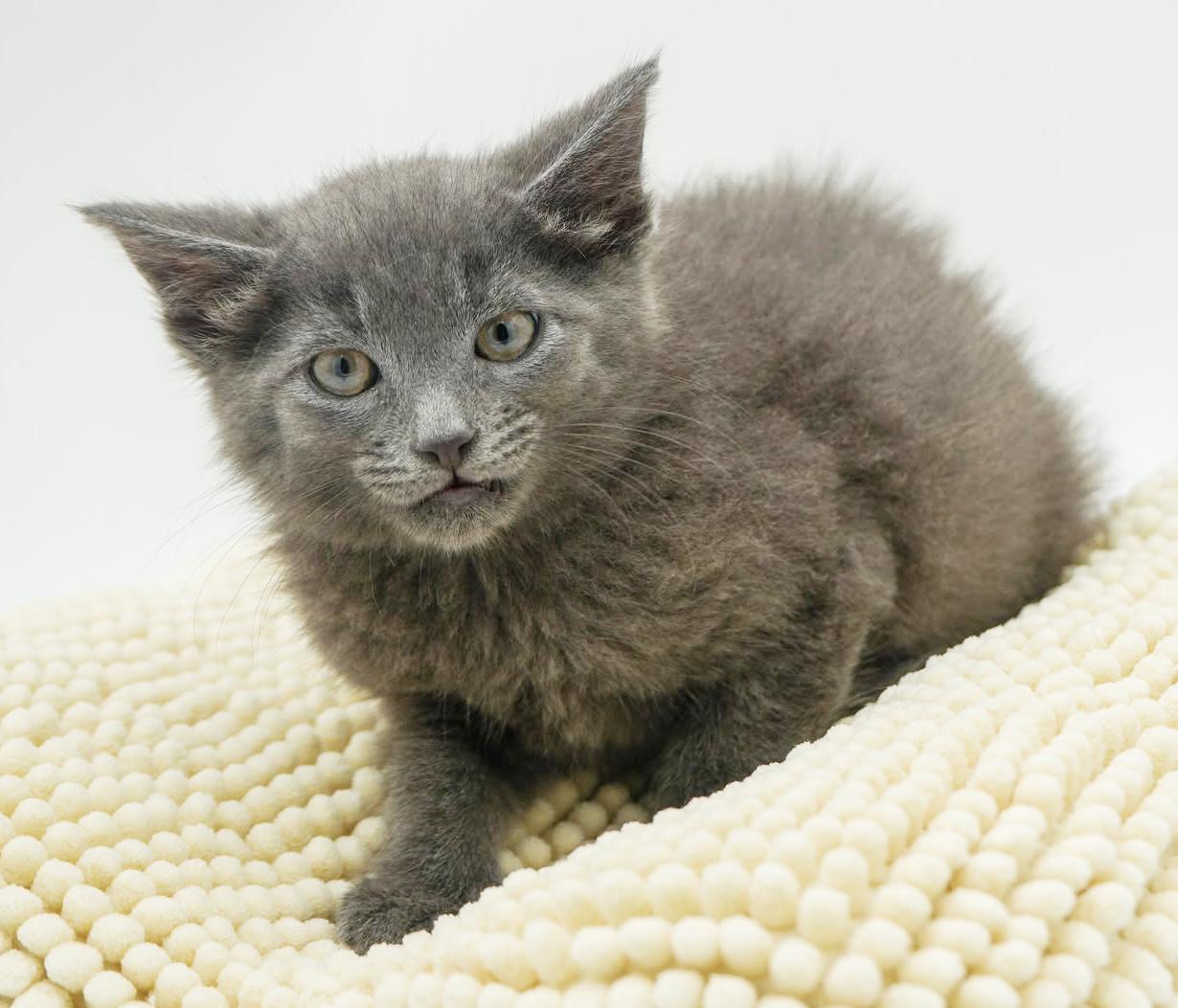 Albert Is Silvery And