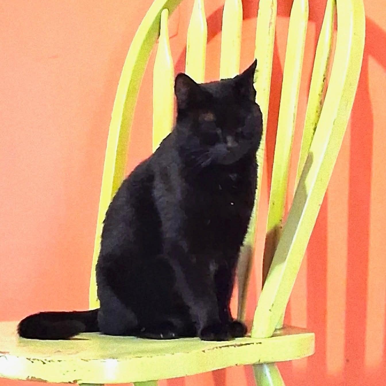 Lady Beatrice @ Livonia PetSmart, Adoptable, Adult Female Bombay & Domestic Short Hair.