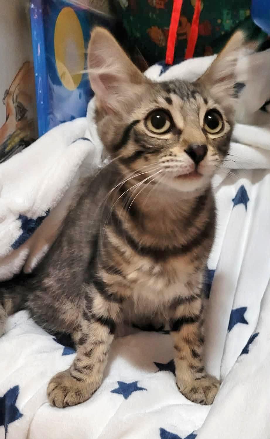 Eukanuba, Adoptable, Kitten Female Domestic Short Hair.