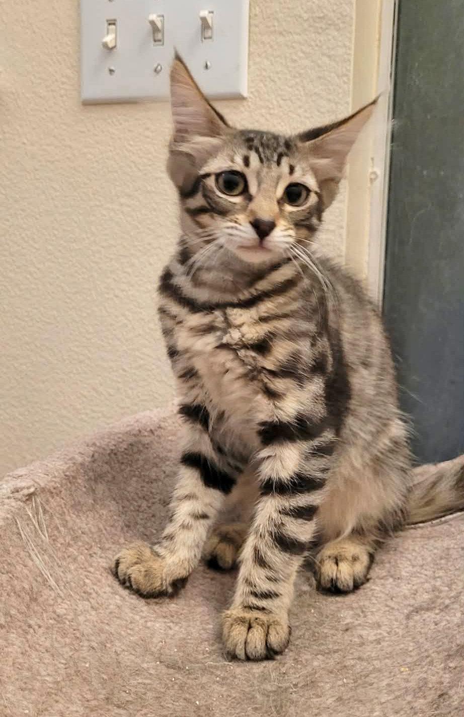 Enlarge Eukanuba, a Adoptable Domestic Short Hair in Mission Viejo, CA image 2/3