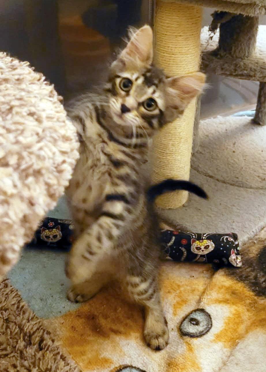 Enlarge Eukanuba, a Adoptable Domestic Short Hair in Mission Viejo, CA image 3/3