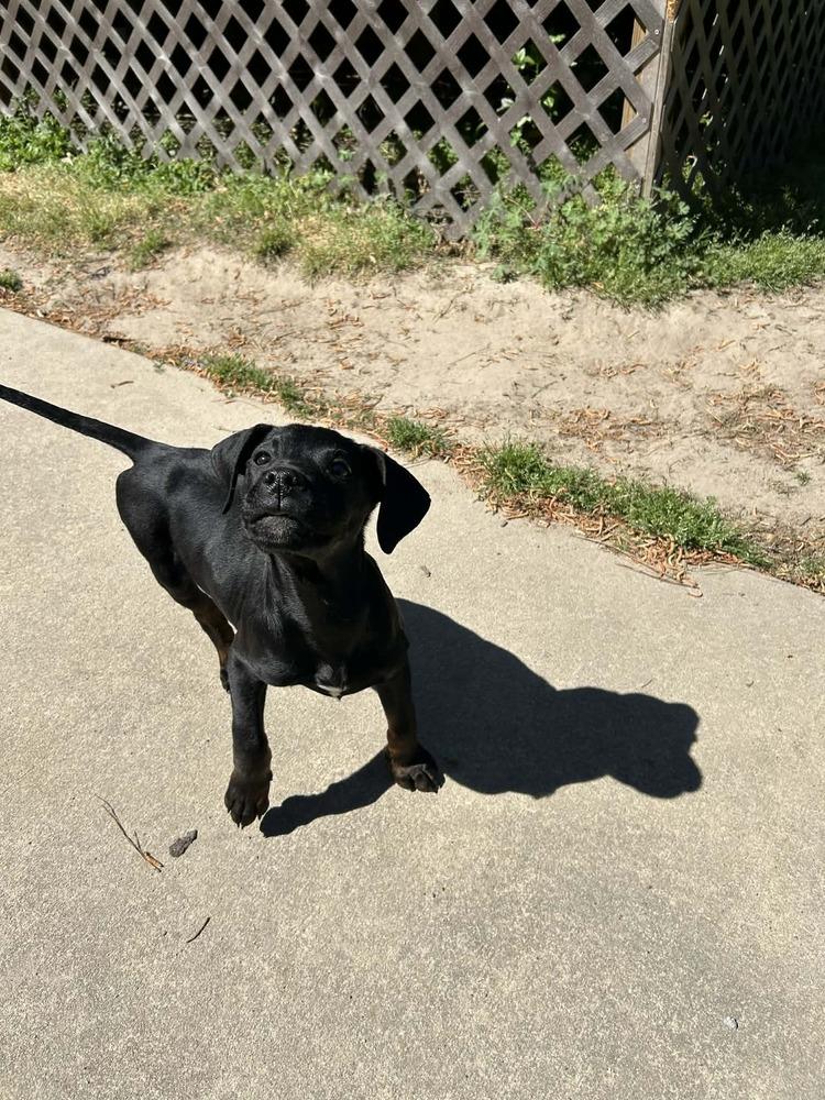 Clyde, Adoptable, Puppy Male Rottweiler & Plott Hound.