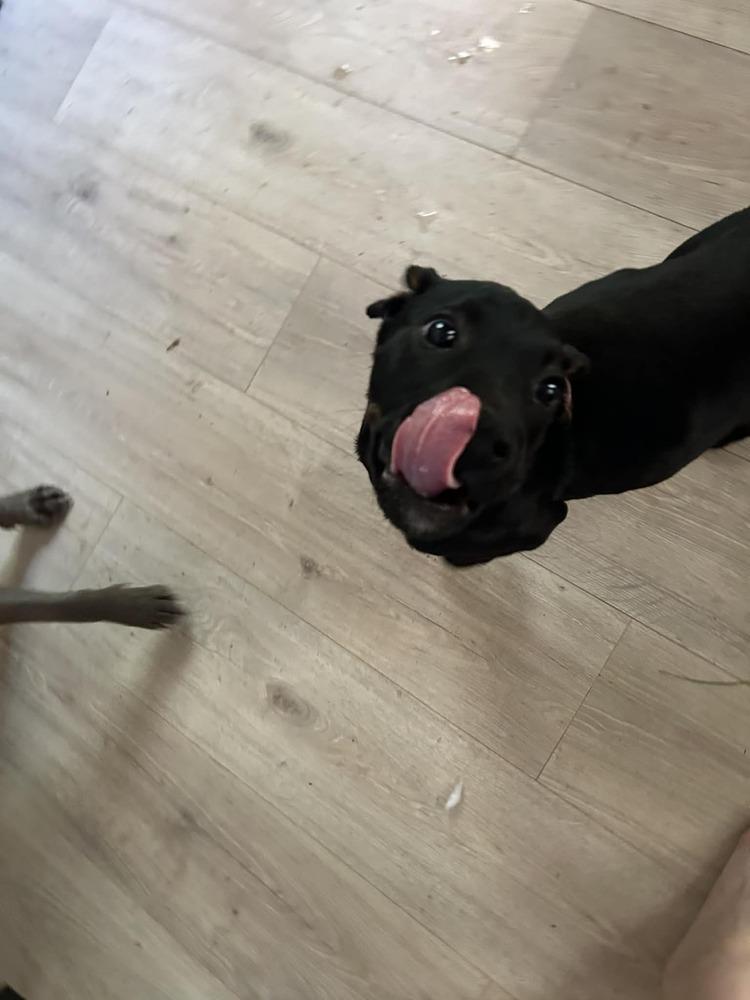 Enlarge Clyde, a Adoptable mixed breed in Sumter, SC image 2/6