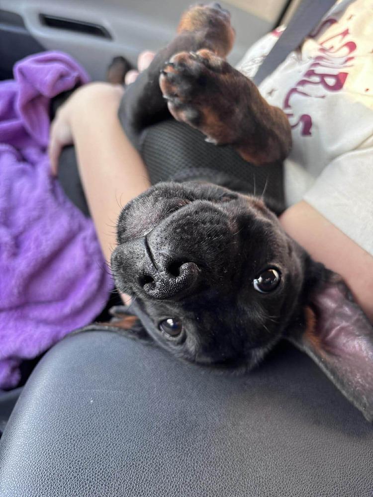 Enlarge Clyde, a Adoptable mixed breed in Sumter, SC image 2/6