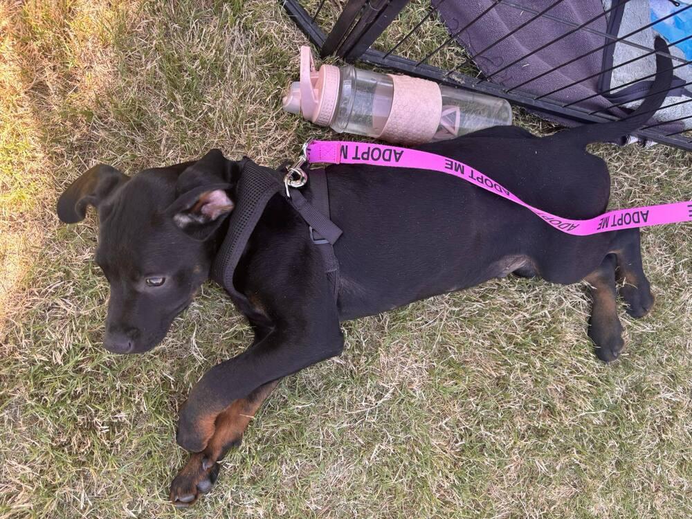 Enlarge Clyde, a Adoptable mixed breed in Sumter, SC image 3/6