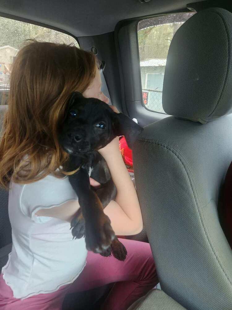 Enlarge Clyde, a Adoptable mixed breed in Sumter, SC image 3/6