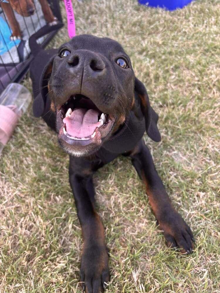 Enlarge Clyde, a Adoptable mixed breed in Sumter, SC image 4/6