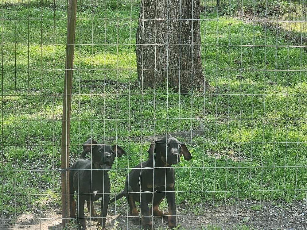 Enlarge Clyde, a Adoptable mixed breed in Sumter, SC image 5/6