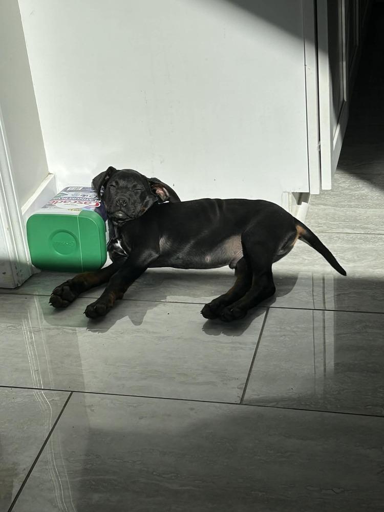 Enlarge Clyde, a Adoptable mixed breed in Sumter, SC image 5/6