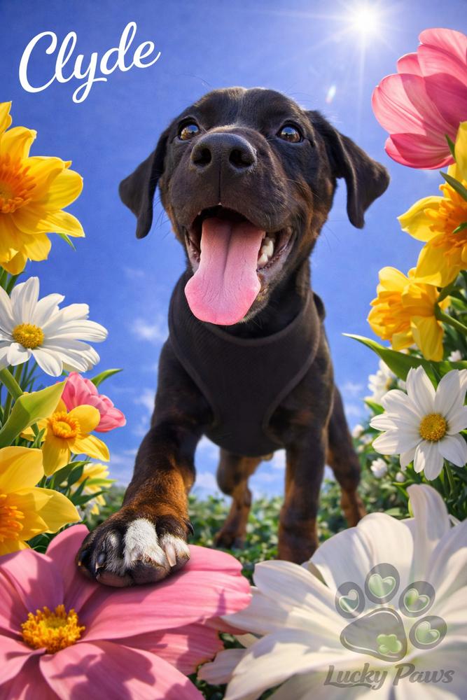 Enlarge Clyde, a Adoptable mixed breed in Sumter, SC image 6/6