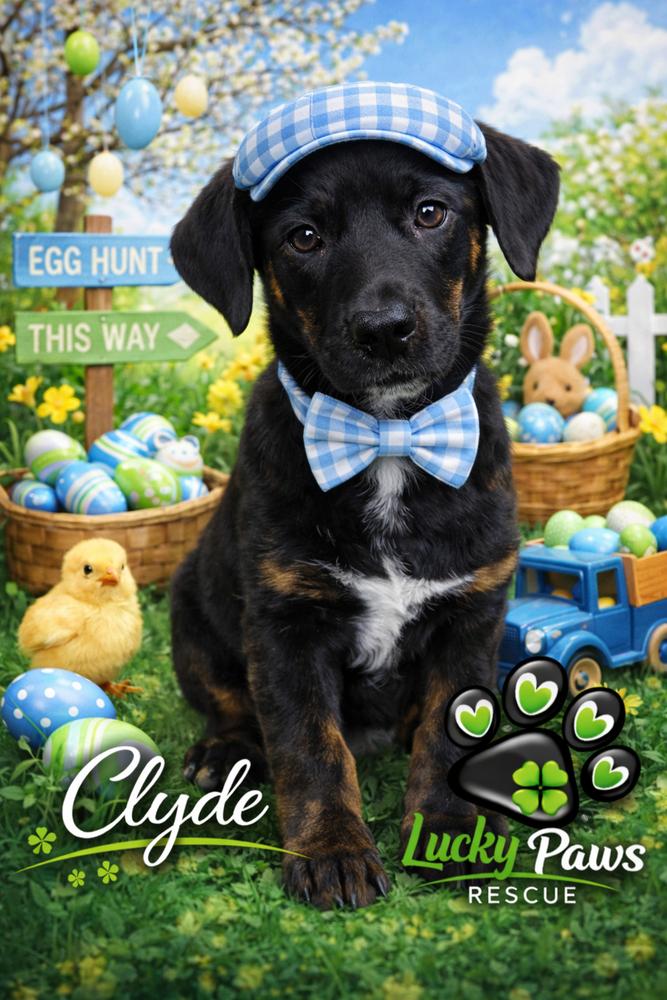 Enlarge Clyde, a Adoptable mixed breed in Sumter, SC image 6/6