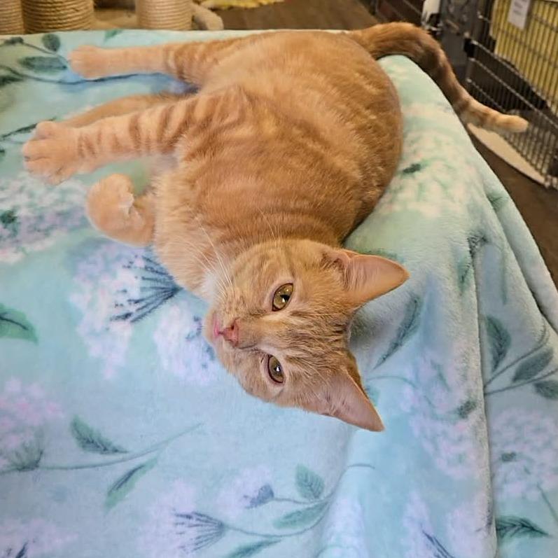 Stanley (sponsored), Adoptable, Young Male Domestic Short Hair.