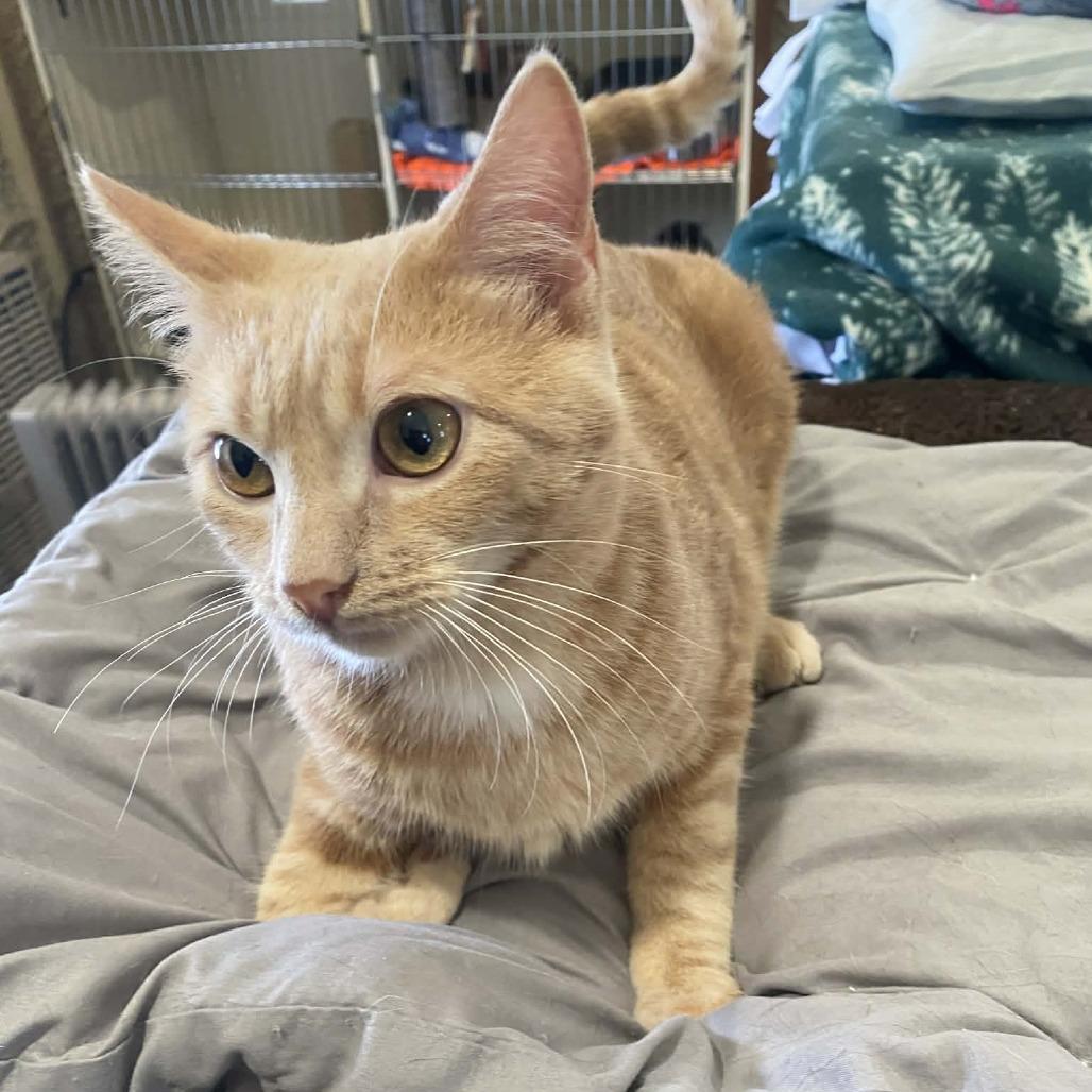 Enlarge Stanley (sponsored), a Adoptable Domestic Short Hair in Park Falls, WI image 2/6