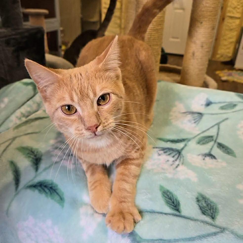 Enlarge Stanley (sponsored), a Adoptable Domestic Short Hair in Park Falls, WI image 3/6