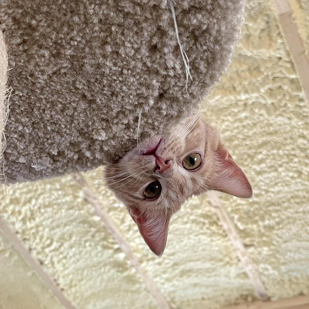 Enlarge Stanley (sponsored), a Adoptable Domestic Short Hair in Park Falls, WI image 4/6