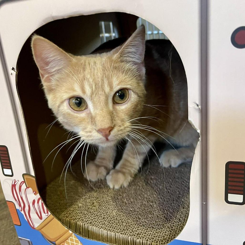 Enlarge Stanley (sponsored), a Adoptable Domestic Short Hair in Park Falls, WI image 5/6