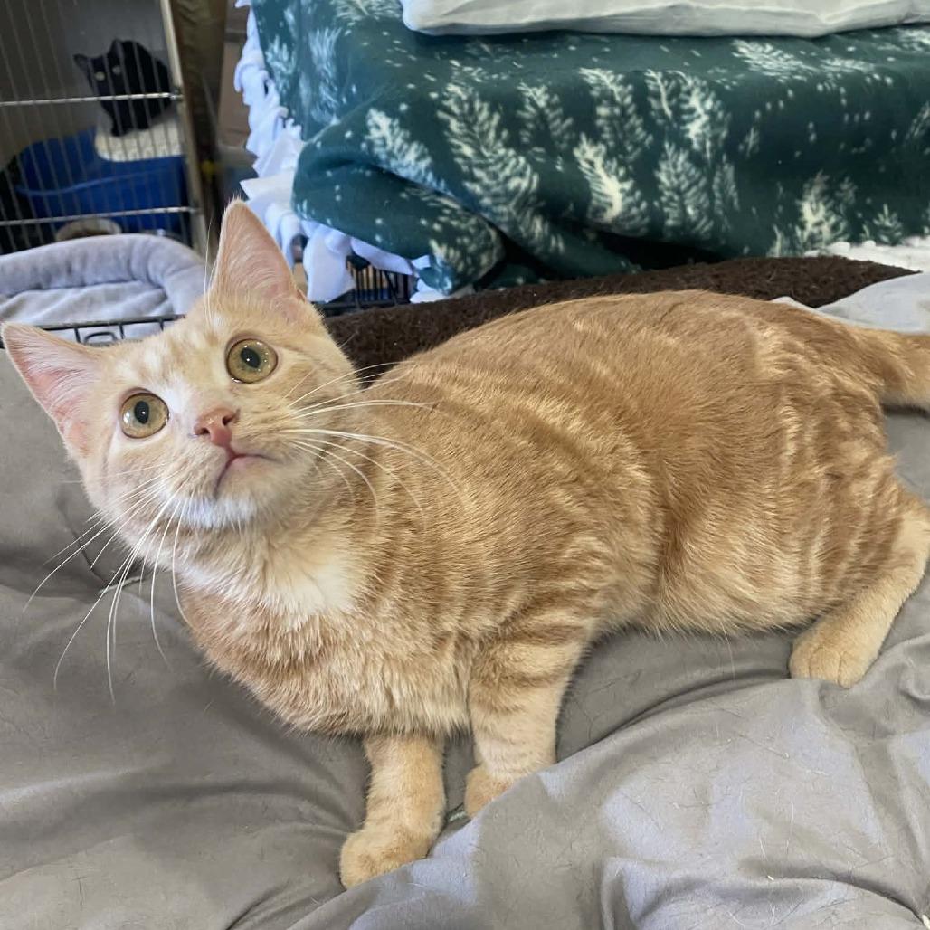 Enlarge Stanley (sponsored), a Adoptable Domestic Short Hair in Park Falls, WI image 6/6