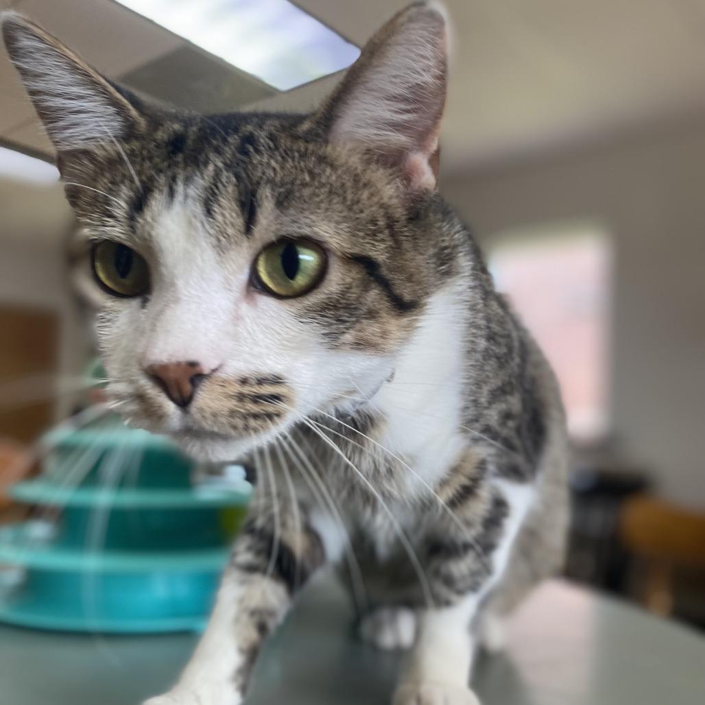 Cookie, Adoptable, Adult Male Domestic Short Hair.