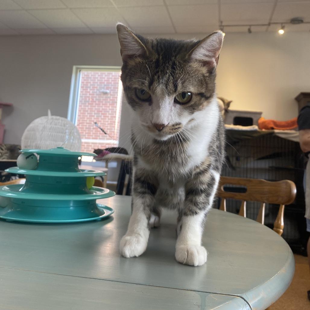 Cookie, a Adoptable Domestic Short Hair in Normal, IL image 2/6